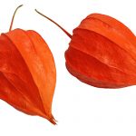 Ashwagandha 150x150 - Ashwagandha Pulver bringt Körper, Geist und Seele in Balance