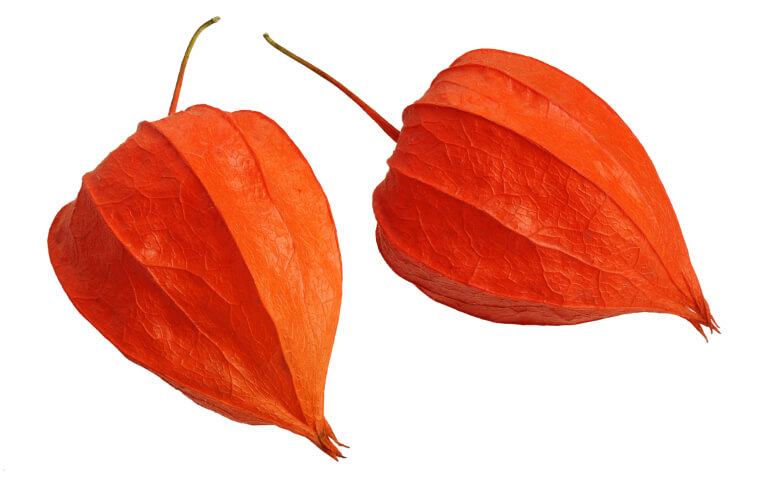 Ashwagandha - Ashwagandha Pulver bringt Körper, Geist und Seele in Balance
