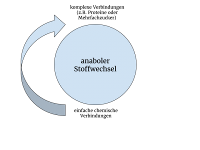 Stoffwechsel Definition 400x300 - Der Stoffwechsel – Was ist das?