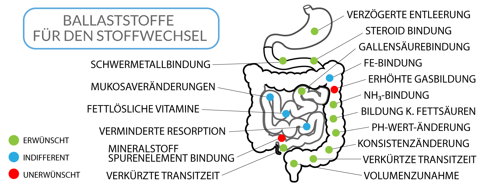 Warum helfen Ballaststoffe unserem Stoffwechsel? MeinStoffwechsel