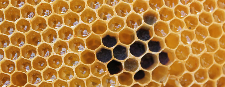 honeycomb 1564956 1920 1 - Propolis - Anwendung, Inhaltsstoffe, Wirkung