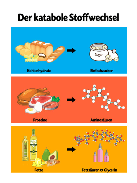 was ist kataboler stoffwechse l - Der Stoffwechsel – Was ist das?